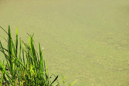 marsh duckweed and sedge as a green background for wallpaper. a bunch of green grass in the corner.の写真素材