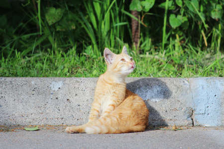 street ginger kitten sits on the road, basking in the sun. summerの写真素材