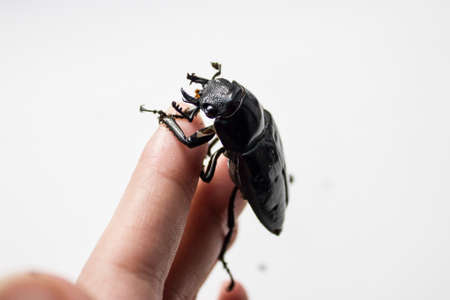 hornless female stag beetle. Lucanus cervus, the European stag beetle, is one of the best-known species of stag beetle family Lucanidae in Western Europe. Red List.の写真素材