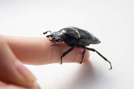 hornless female stag beetle. Lucanus cervus, the European stag beetle, is one of the best-known species of stag beetle family Lucanidae in Western Europe. Red List.の写真素材