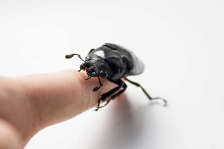 hornless female stag beetle. Lucanus cervus, the European stag beetle, is one of the best-known species of stag beetle family Lucanidae in Western Europe. Red List.の写真素材