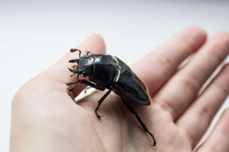 hornless female stag beetle. Lucanus cervus, the European stag beetle, is one of the best-known species of stag beetle family Lucanidae in Western Europe. Red List.の写真素材
