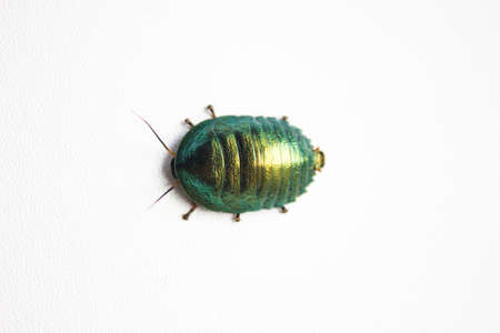 Corydidarum magnifica is definitely one of the most beautiful shimmering cockroaches. And, at the same time, one of the rarest and most expensive species kept in captivity.の写真素材