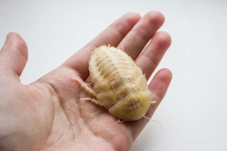 Archimandrita tesselata is one of the species of South American cockroaches of the genus Archimandrita of the family Blaberidae. White after molting.の写真素材