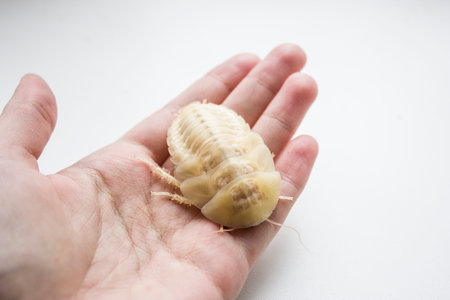 Archimandrita tesselata is one of the species of South American cockroaches of the genus Archimandrita of the family Blaberidae. White after molting.の写真素材