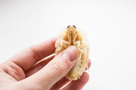 Archimandrita tesselata is one of the species of South American cockroaches of the genus Archimandrita of the family Blaberidae. White after molting.の写真素材