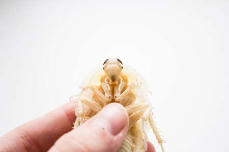 Archimandrita tesselata is one of the species of South American cockroaches of the genus Archimandrita of the family Blaberidae. White after molting.の写真素材