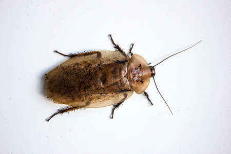 Archimandrita tesselata is one of the species of South American cockroaches of the genus Archimandrita of the family Blaberidae, also known as the Archimandrite Cockroach or Giant Forest Cockroach.の写真素材