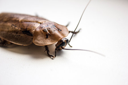 Archimandrita tesselata is one of the species of South American cockroaches of the genus Archimandrita of the family Blaberidae, also known as the Archimandrite Cockroach or Giant Forest Cockroach.の写真素材