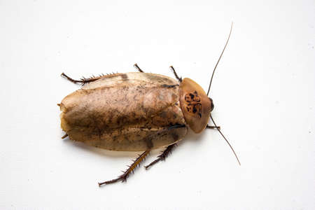 Archimandrita tesselata is one of the species of South American cockroaches of the genus Archimandrita of the family Blaberidae, also known as the Archimandrite Cockroach or Giant Forest Cockroach.の写真素材