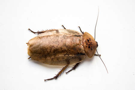 Archimandrita tesselata is one of the species of South American cockroaches of the genus Archimandrita of the family Blaberidae, also known as the Archimandrite Cockroach or Giant Forest Cockroach.の写真素材