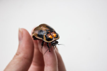 cockroach with orange spots. Lucihormetica verrucosa is a species of giant cockroach in the family Blaberidae, commonly known as the warty glowspot cockroach.の写真素材