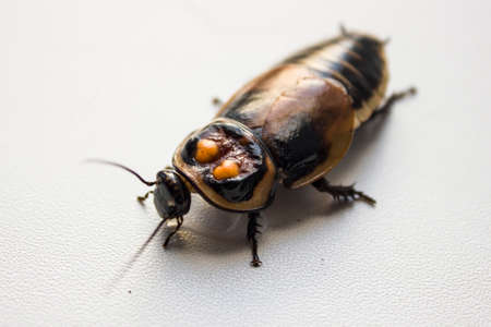 cockroach with orange spots. Lucihormetica verrucosa is a species of giant cockroach in the family Blaberidae, commonly known as the warty glowspot cockroach.の写真素材