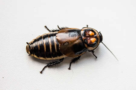 cockroach with orange spots. Lucihormetica verrucosa is a species of giant cockroach in the family Blaberidae, commonly known as the warty glowspot cockroach.の写真素材