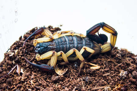 Centruroides bicolor is a species of bark scorpion from Central America. Its specific name bicolor is from the Latin meaning two colored and refers to the markings of this species.の写真素材