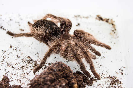 Tliltocatl albopilosus or Brachypelma albopilosum is a species of tarantula, also known as the curlyhair tarantula. They are nick-named curly-haired tarantulas.の写真素材