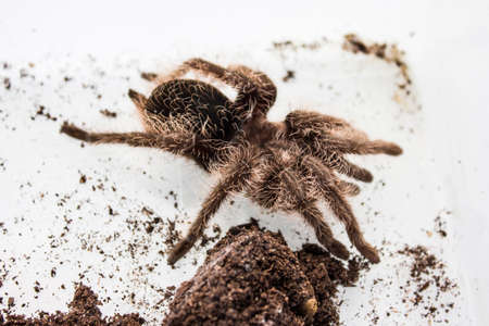Tliltocatl albopilosus or Brachypelma albopilosum is a species of tarantula, also known as the curlyhair tarantula. They are nick-named curly-haired tarantulas.の写真素材