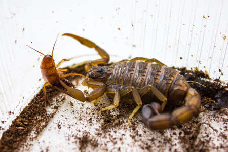 Hottentotta hottentotta is a genus of scorpions of the family Buthidae. It is distributed widely across Africa. Very poisonous for peopleの写真素材