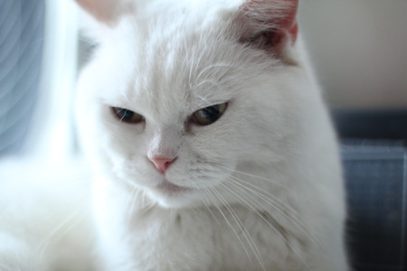 close up of a white catの写真素材