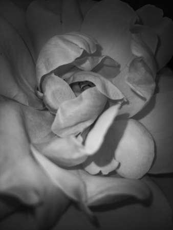 Black and white rose, abstract floral naturalの写真素材