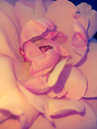 Close up of red rose.の写真素材