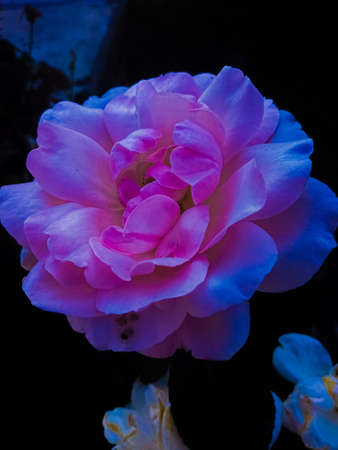 Close up of pink roseの写真素材