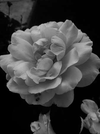 Black and white rose, abstract floral naturalの写真素材