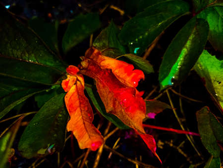 leavesの写真素材