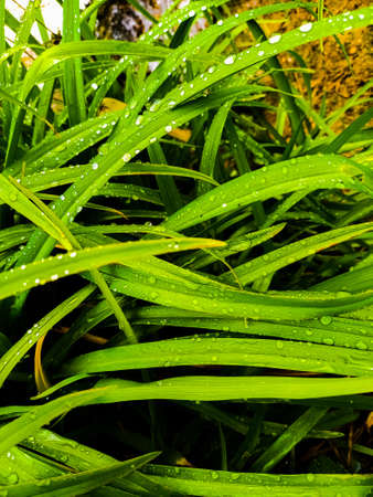 Green grass with dew drops close upの写真素材