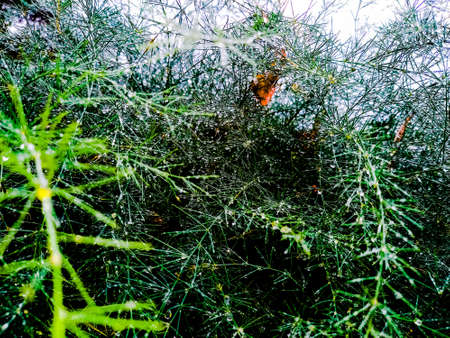 Pine needleの写真素材