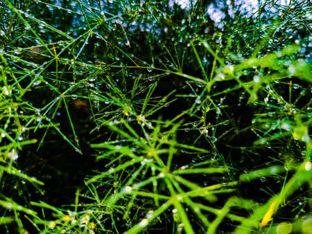 Pine needleの写真素材