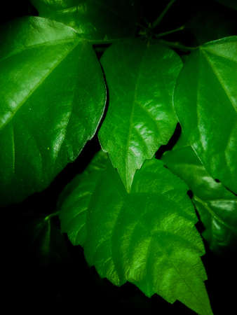Leaves on dark background.の写真素材