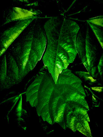 Black leaves on dark background.の写真素材