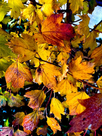 Autumn orange leaves.の写真素材