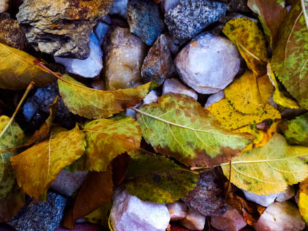 Background on the stones leaves texture.の写真素材
