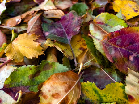 Autumn deciduous forest, sunny day.の写真素材