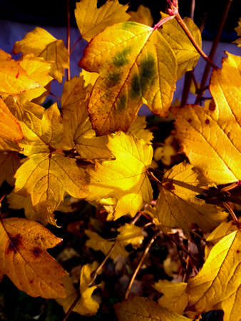 Autumn leaves.の写真素材