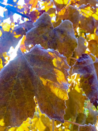 Autumn leaves.の写真素材