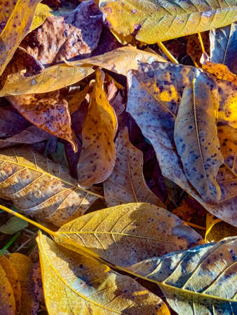 Background group autumn orange leaves. Autumn background with maple leaves.の写真素材