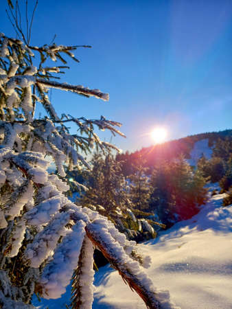 Beautiful stunning alpine forest with snow covered fir trees and fresh snow in misty morning. Concept of happy winter holidays, winter outdoor recreation, tourism and travel.の写真素材