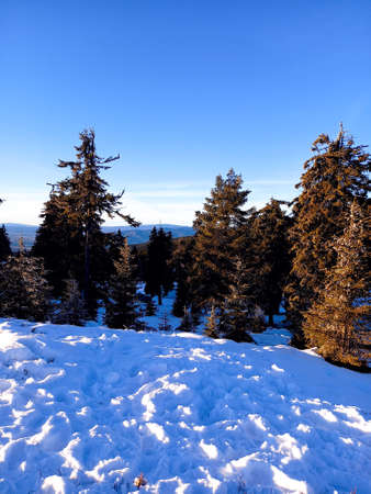 Beautiful stunning alpine forest with snow covered fir trees and fresh snow in misty morning. Concept of happy winter holidays, winter outdoor recreation, tourism and travel.の写真素材