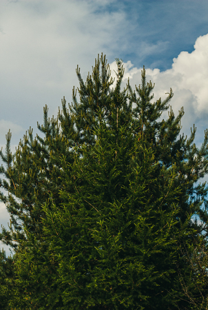 Pine in the blue skyの写真素材