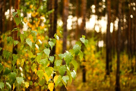 Golden sun in leaves of burchの写真素材