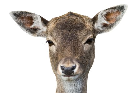 buck deer isolated with a clipping pathの写真素材