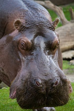 big hippopotamus の写真素材