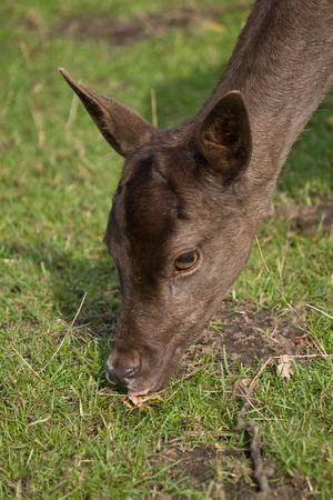 deer grazingの写真素材