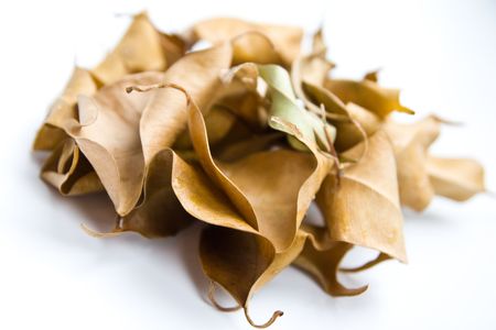 autumn with leavesの写真素材