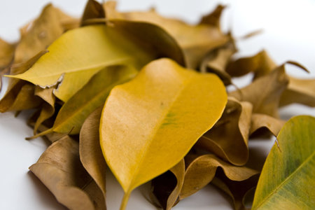 autumn with leavesの写真素材