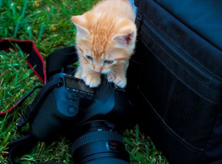 Curious kitten in Washington looking for something to doの写真素材