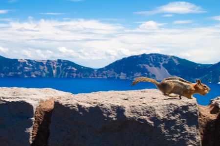 Chipmunk running with a full mouth right on the rim of Crater Lakeの写真素材